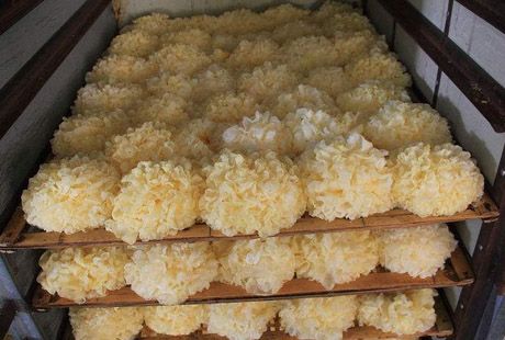 Tremella drying