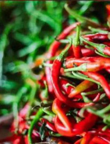 Pepper drying process